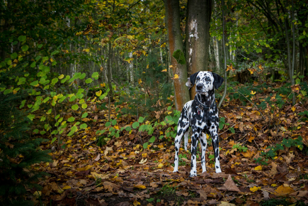 Dalmatian in Autumn Forest: Vibrant Wallpaper with Colorful Leaves