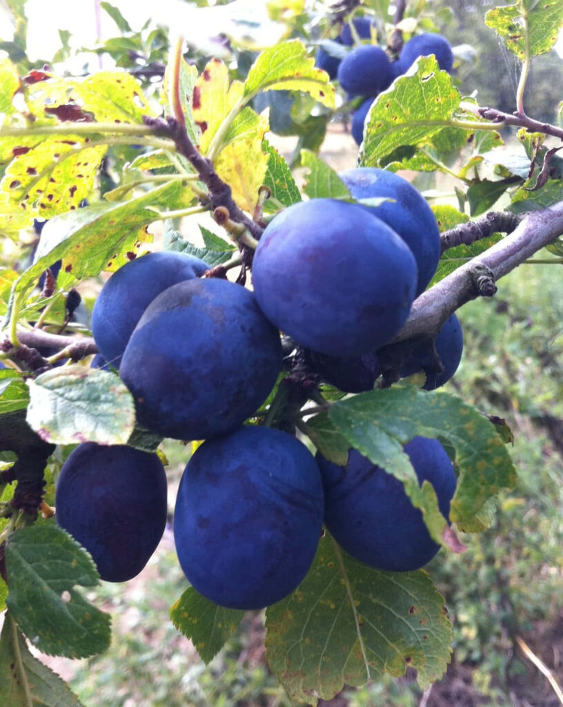 Ripe Damson plums cluster on tree branch with deep purple hues and green leaves in daylight Wallpaper