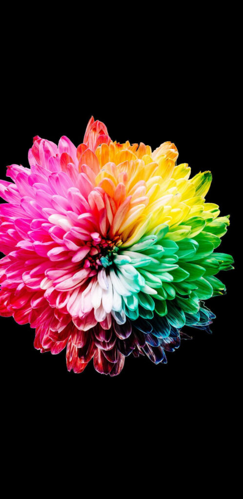 Dazzling Dandelion Delight: A Captivating 2k Amoled Wallpaper with Vibrant Colors Blooming on a Black Canvas