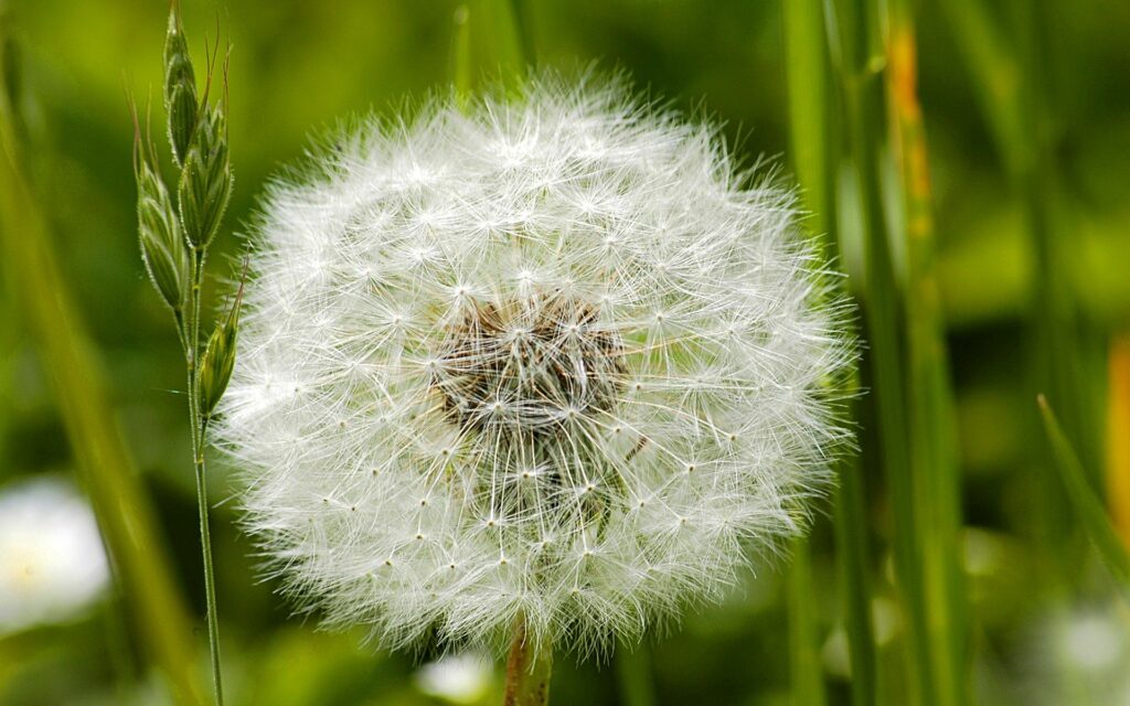 Vibrant Dandelion Close-Up: Delicate Seeds in Green Grass Wallpaper