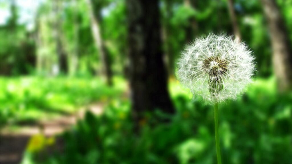 Vibrant Dandelion Close-Up Wallpaper with Blurred Greenery Background