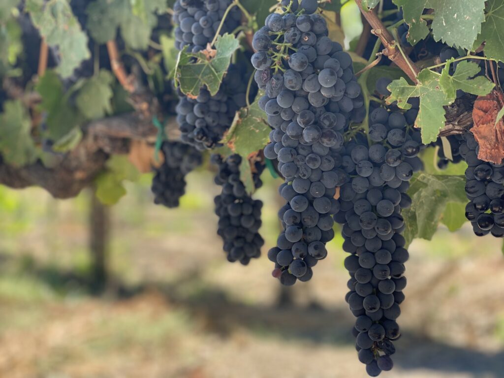 Vibrant Wallpaper of Fresh Dark Grapes on a Blurred Background