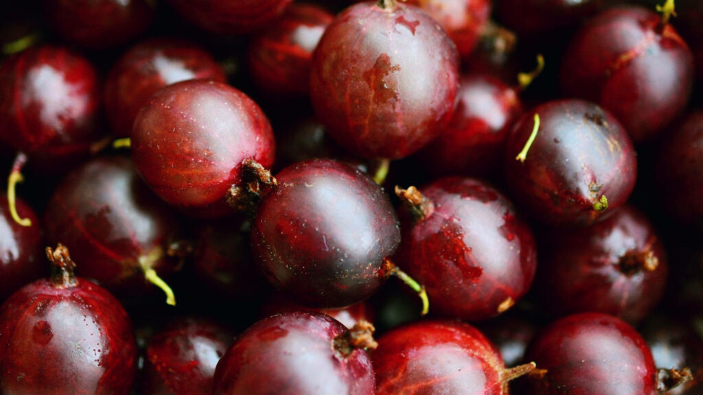 Vibrant Dark Red Cranberries: Close-Up Wallpaper Background