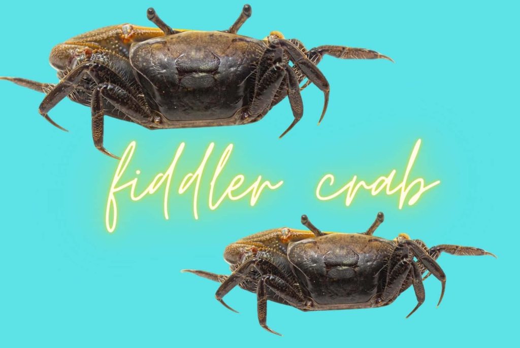 Two dark-shelled crabs on vibrant turquoise background with yellow cursive text wallpaper design