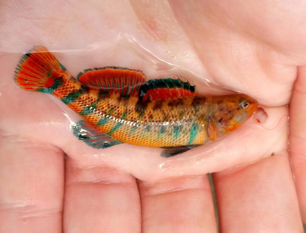 Close-up of vibrant darter fish with orange green black patterns resting gently in hand wallpaper
