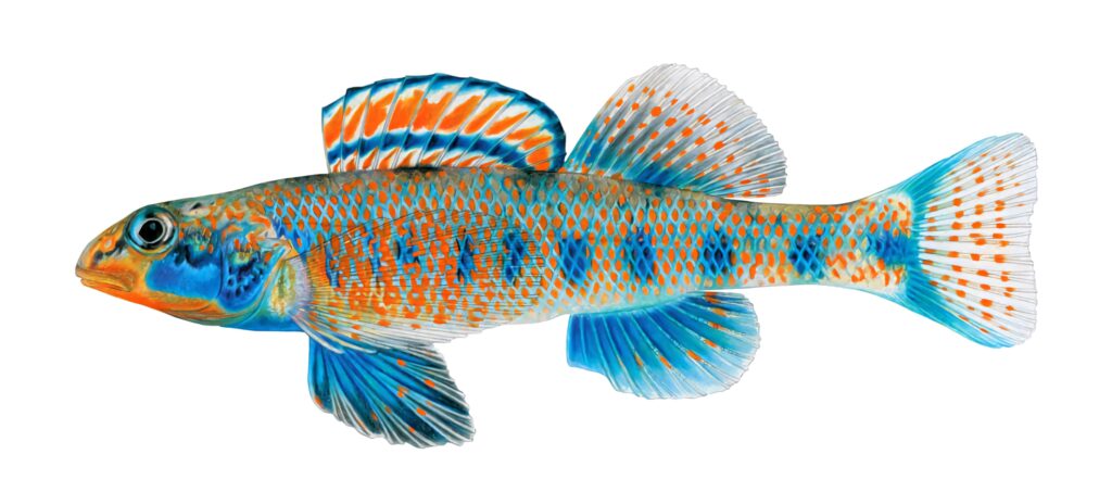 Vibrant darter fish with blue orange turquoise patterns on white background aquatic wallpaper