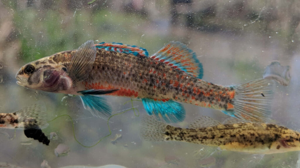 Vibrant darter fish with blue orange and brown patterns in aquarium blurred aquatic background wallpaper