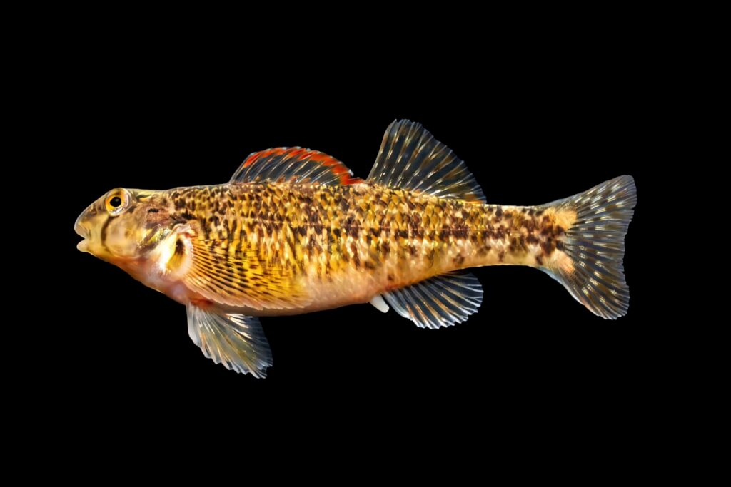 Vibrant darter fish wallpaper with colorful scales and detailed fins on deep black background