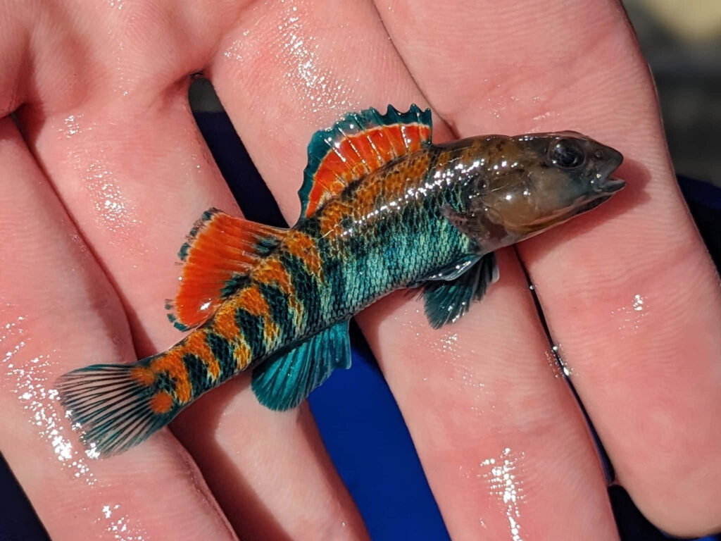 Vibrant darter fish with turquoise orange black patterns resting in hand nature wallpaper background