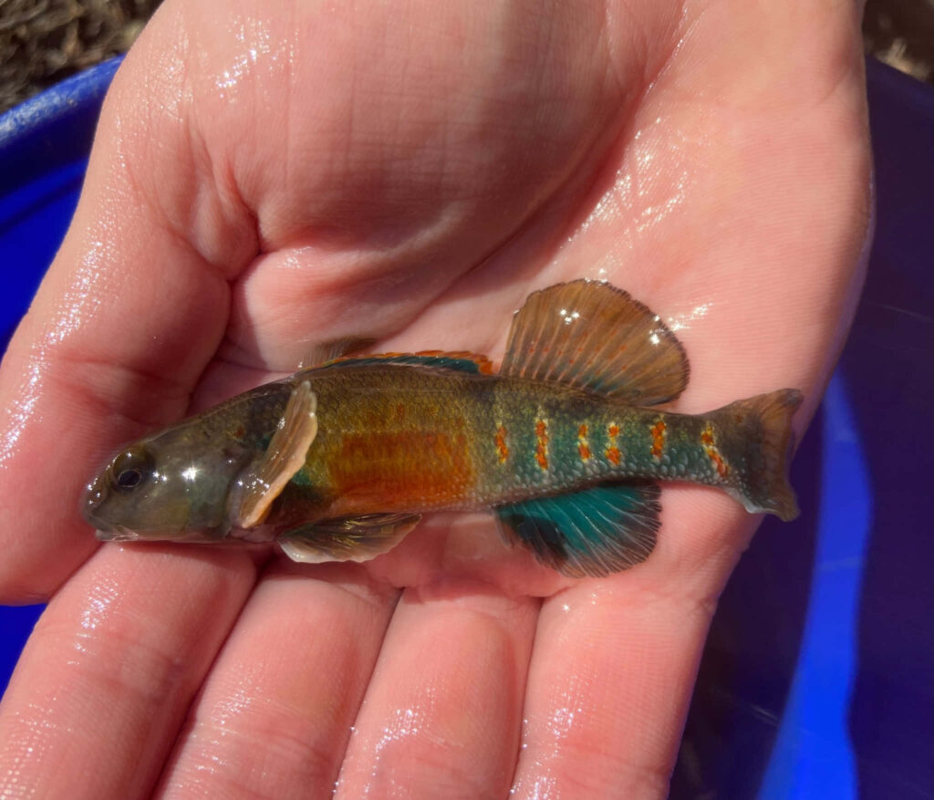 Colorful Darter Fish with iridescent orange green and blue scales held gently in hand close-up Wallpaper