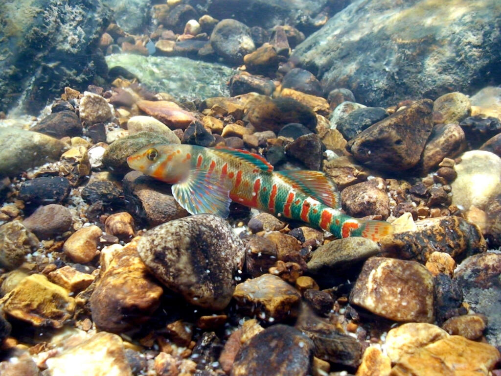 Vibrant darter fish with orange green blue patterns on multicolored streambed stones in sunlight Wallpaper