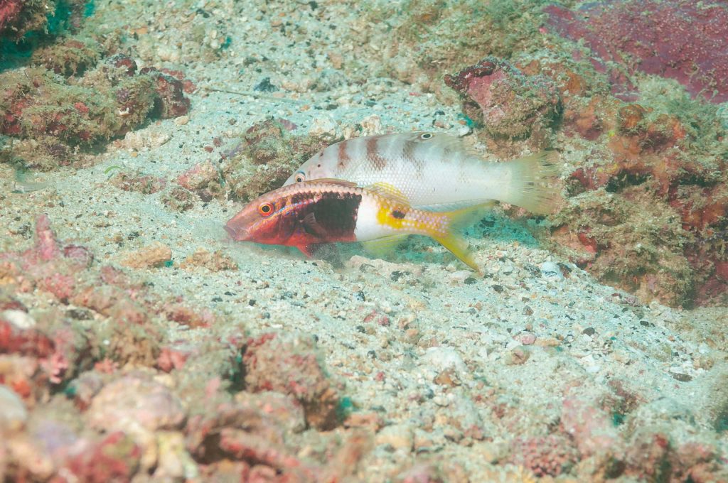 Colorful dash-and-dot goatfish foraging on sandy seabed with pale companion underwater wallpaper