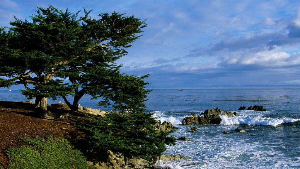 Vibrant seascape with wind-shaped trees leaning over rocky shore under bright blue sky Wallpaper