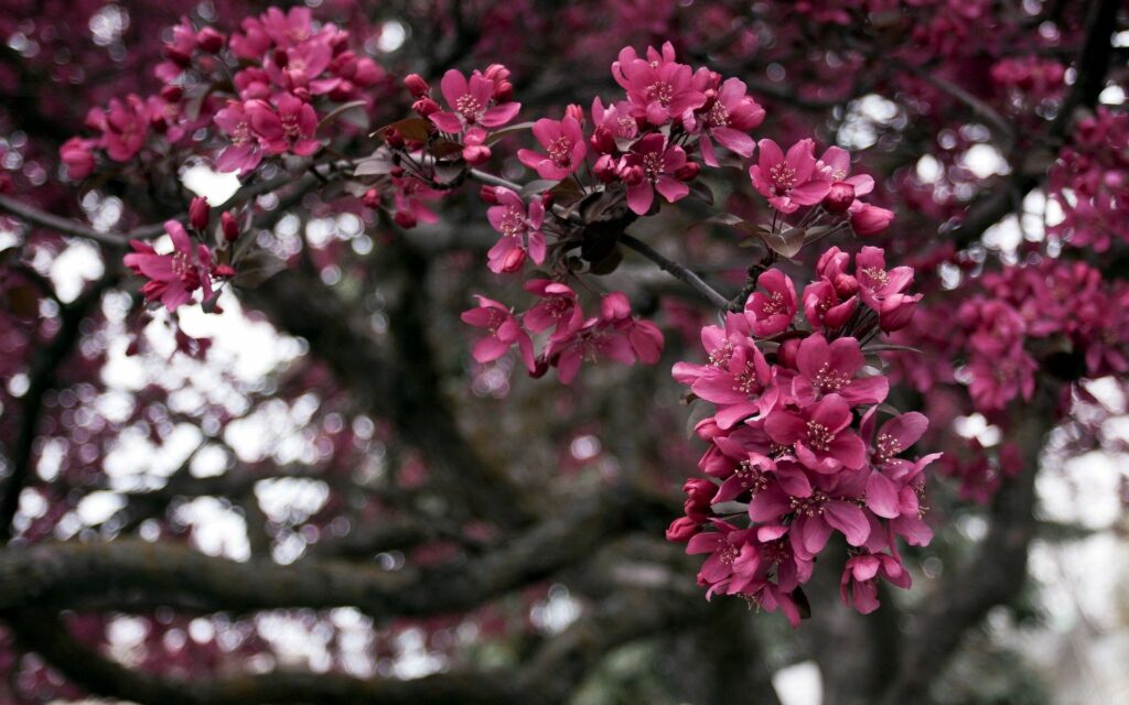 Deep pink blossoms on tree branches with blurred dark background vibrant nature wallpaper background