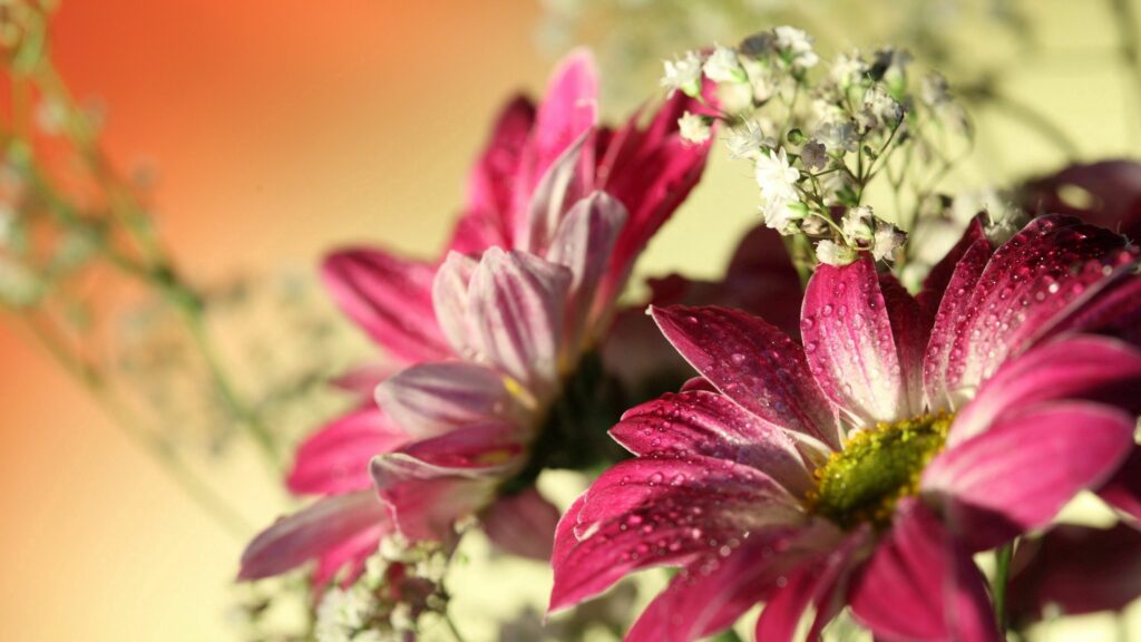 Vibrant Pink Flower Wallpaper with Water Drops & Soft Gradient Background