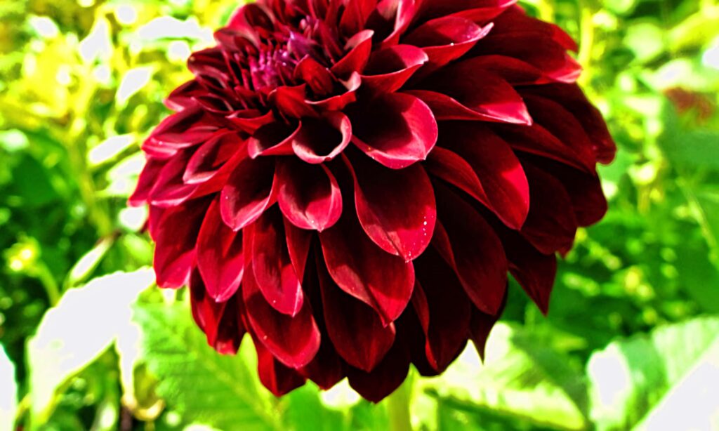 Deep red Dahlia flower in full bloom with layered petals against sunlit green background wallpaper