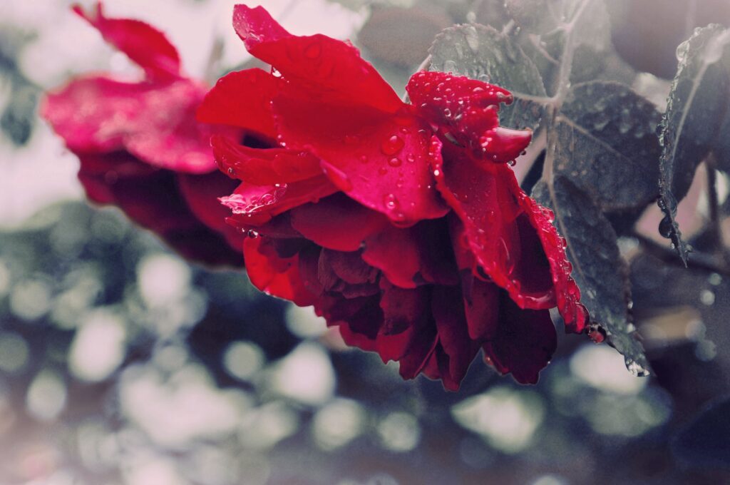 Vibrant Deep Red Flower Wallpaper with Water Droplets & Green Leaves
