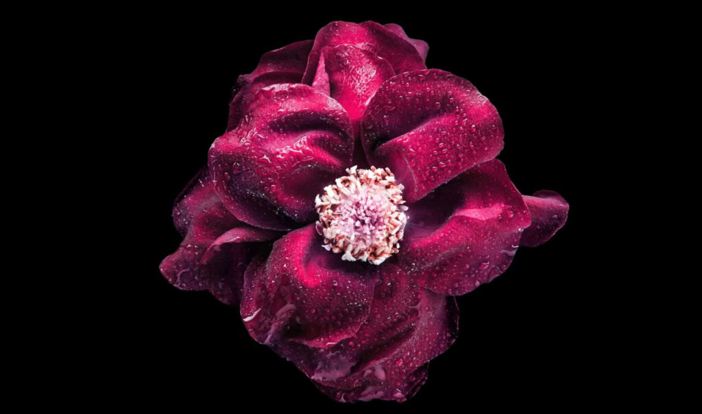 Deep Red Flower with Water Droplets on Black Background Wallpaper