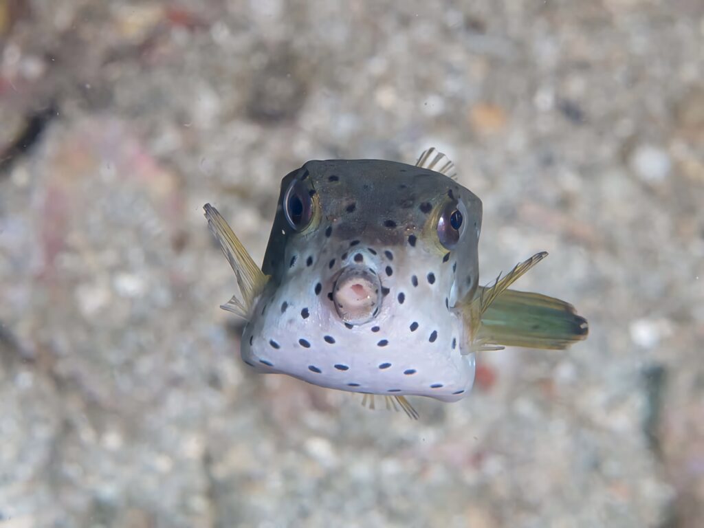 Close-up of colorful spotted boxfish underwater vibrant deep sea wallpaper marine life background
