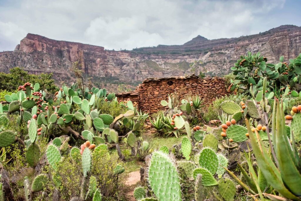 Vibrant canyon wallpaper with diverse cacti flowering succulents and rocky desert cliffs
