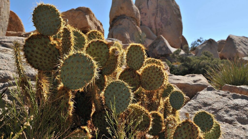 Vibrant desert landscape wallpaper with rounded pad prickly cactuses stones dry vegetation