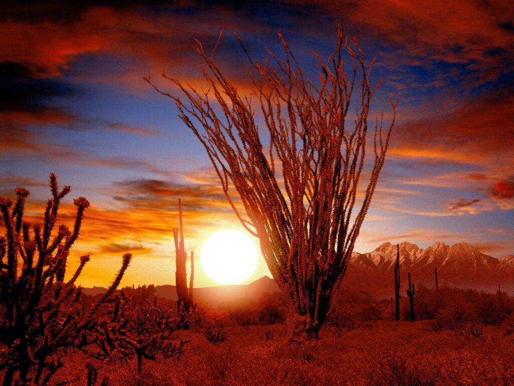 Desert sunset wallpaper with bold orange hues rugged bushes sparse vegetation and distant mountains
