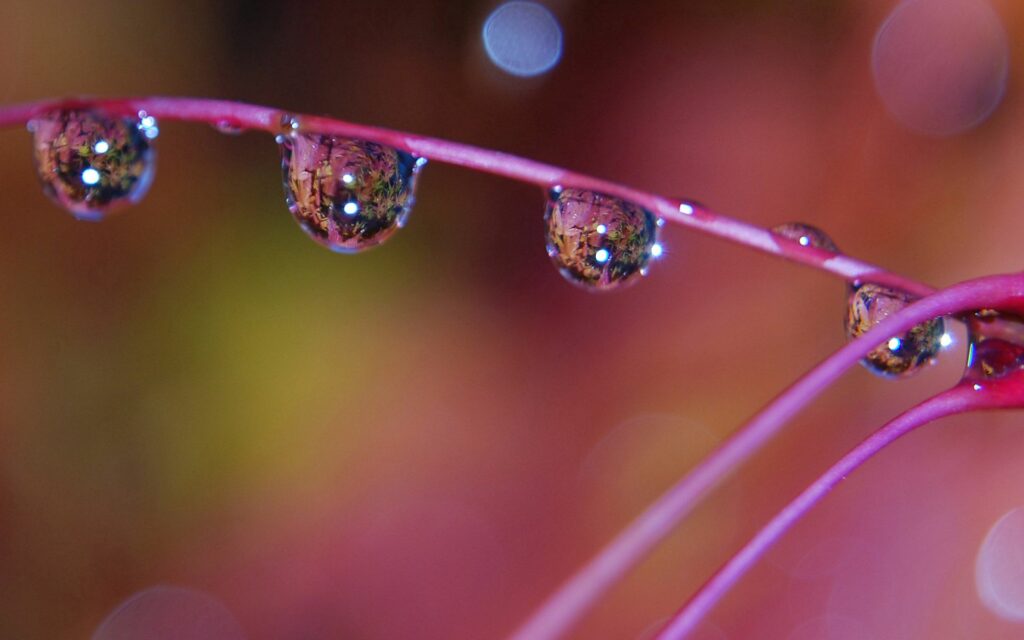 Vibrant Close-Up of Dewy Stem - Colorful Wallpaper Background