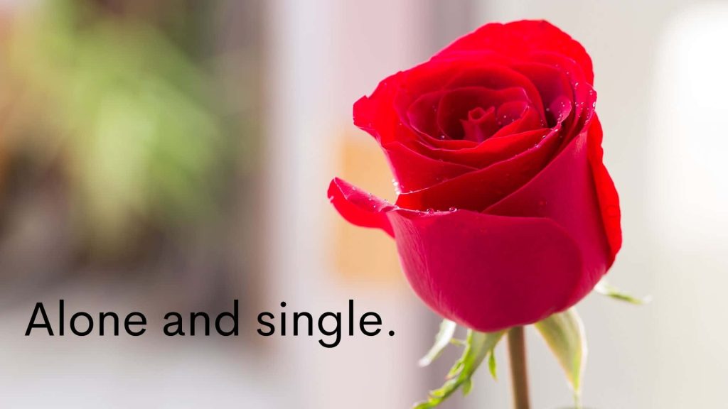 Realistic dewy red rose wallpaper with Alone and single text soft-focus background solitude
