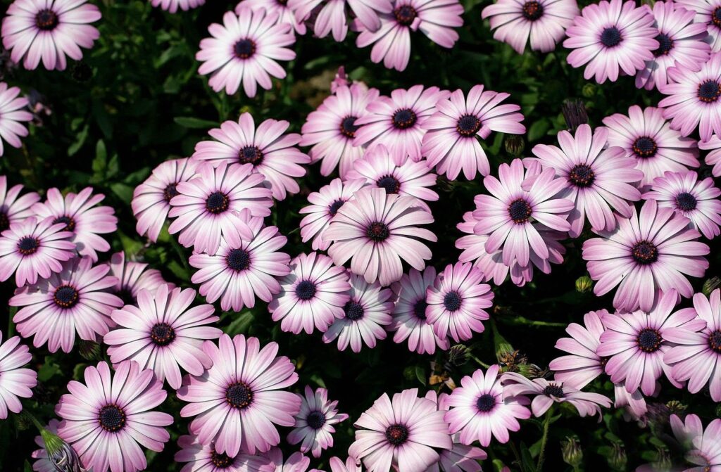 Vibrant Dimorphotheca Flowers Wallpaper: Pink Petals & Dark Centers