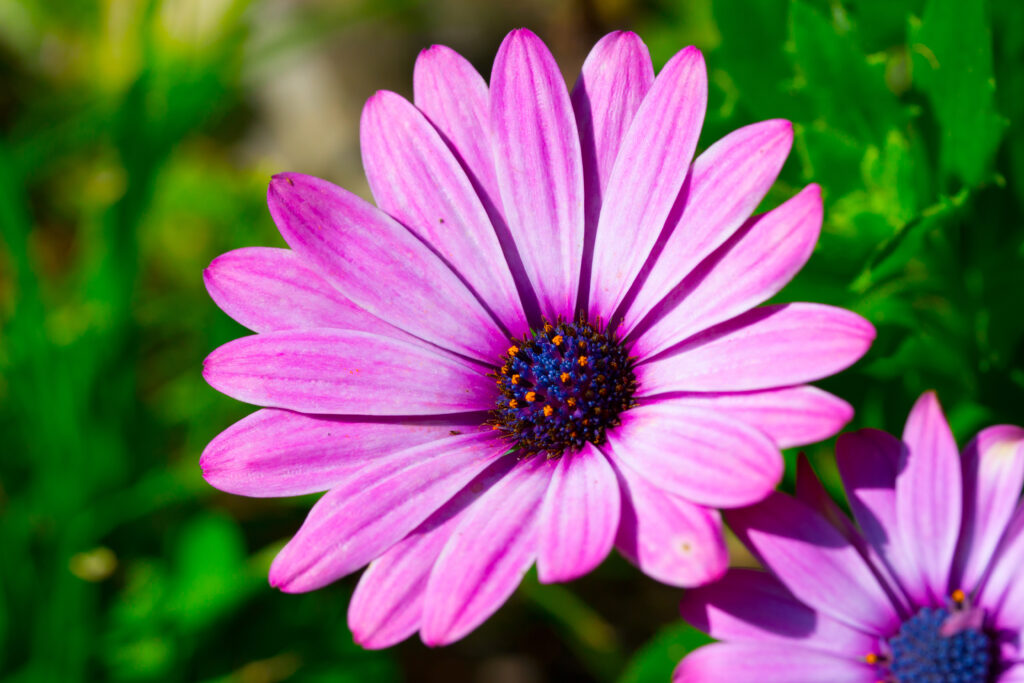 Vibrant Dimorphotheca Ecklonis Flower Macro with Purple Petals Wallpaper