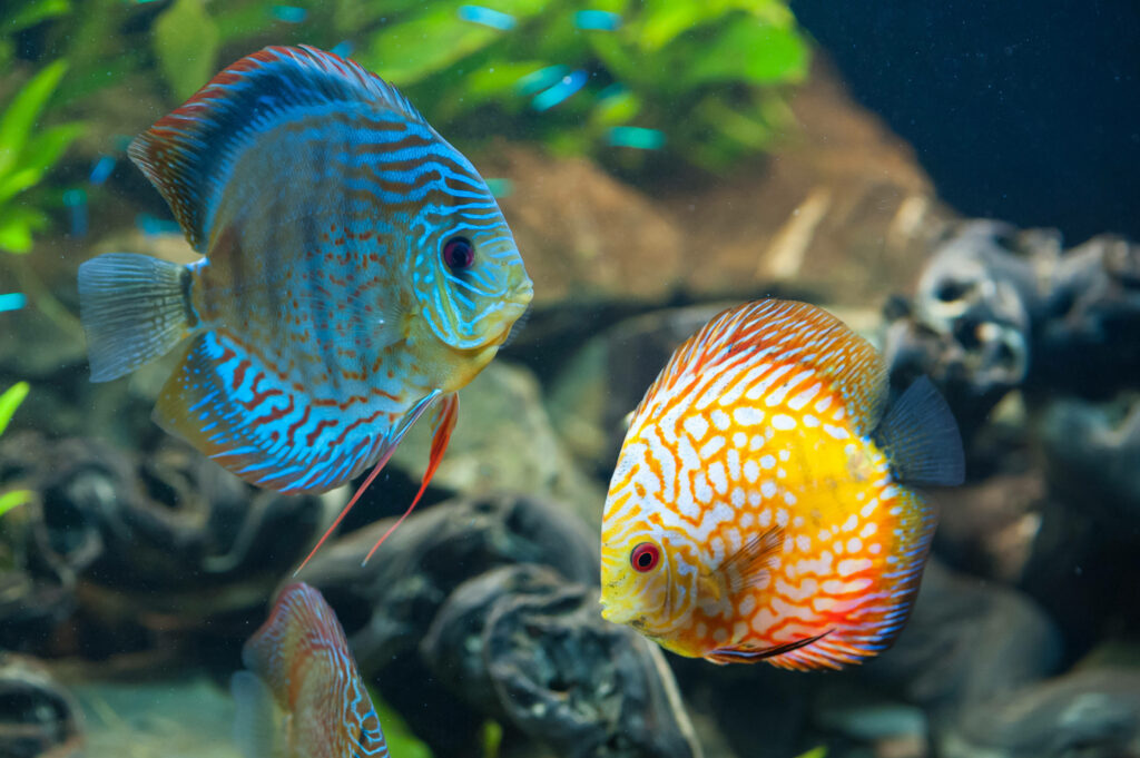 Vibrant Discus Fish 4K Ultra HD Wallpaper in Aquarium Setting