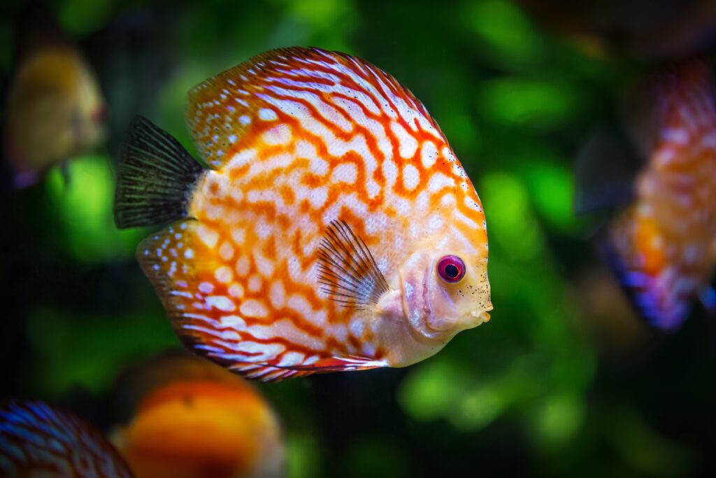 Vibrant Discus Fish Wallpaper: Striking Aquatic Patterns & Colors