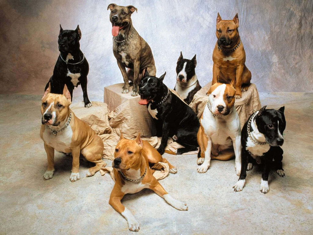 Diverse Dog Breeds in Studio Wallpaper: Unique Traits & Friendly Faces