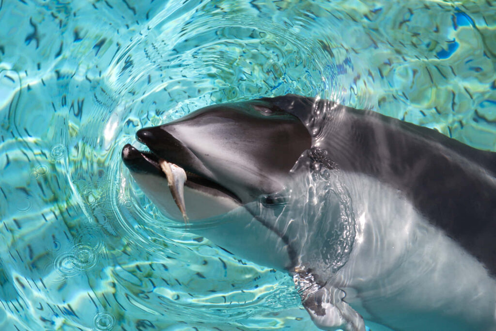 Dolphin leaping from clear blue water with ripples vibrant aquatic wallpaper background