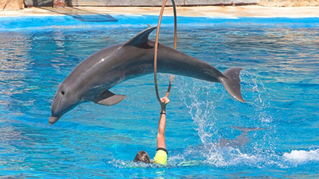 Dolphin Jumping Through Hoop in Vibrant Blue Pool - Playful Background Wallpaper