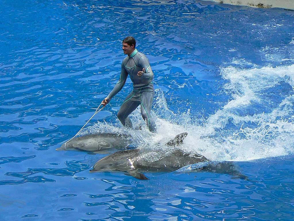 Vibrant Dolphin Show Wallpaper: Sea World Performance Scene