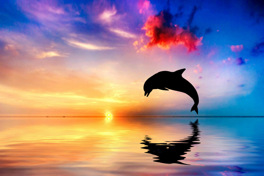 Vibrant Dolphin Sunset Wallpaper: Serene Ocean Reflection Background