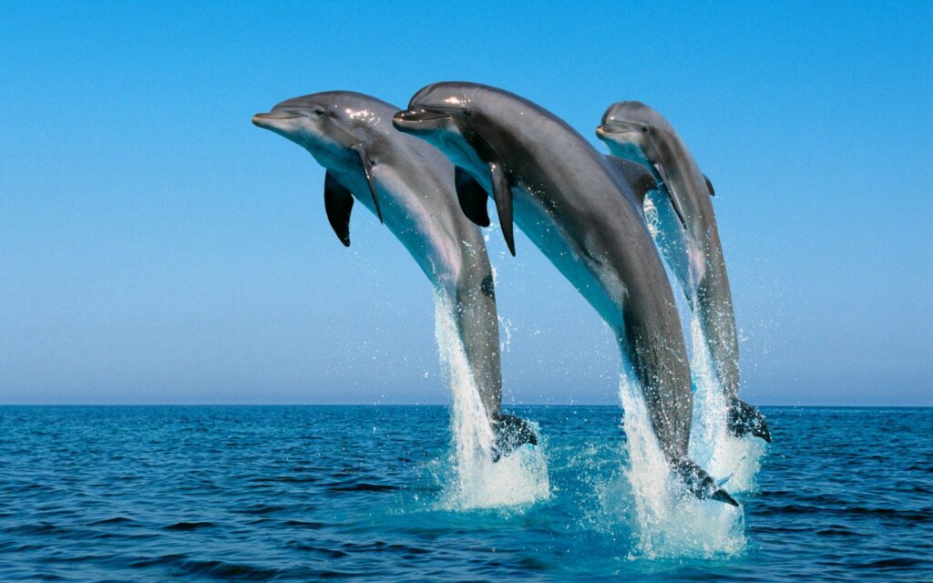 Elegant Dolphin Leap Wallpaper: 2560x1600 Vibrant Sea Scene