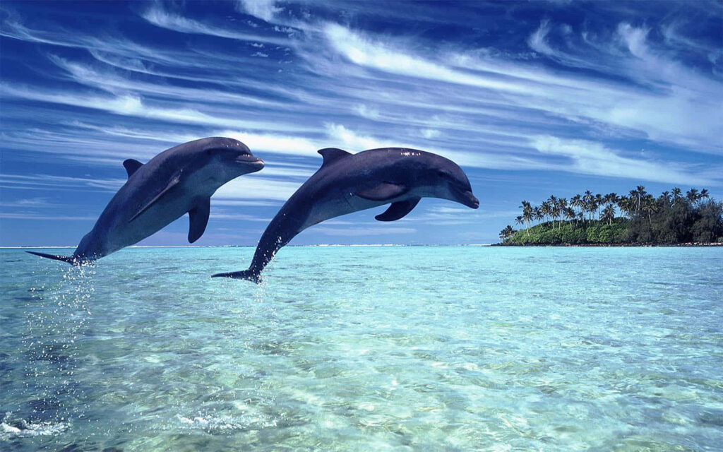 Vibrant Dolphin Wallpaper: Tropical Paradise with Clear Blue Sky