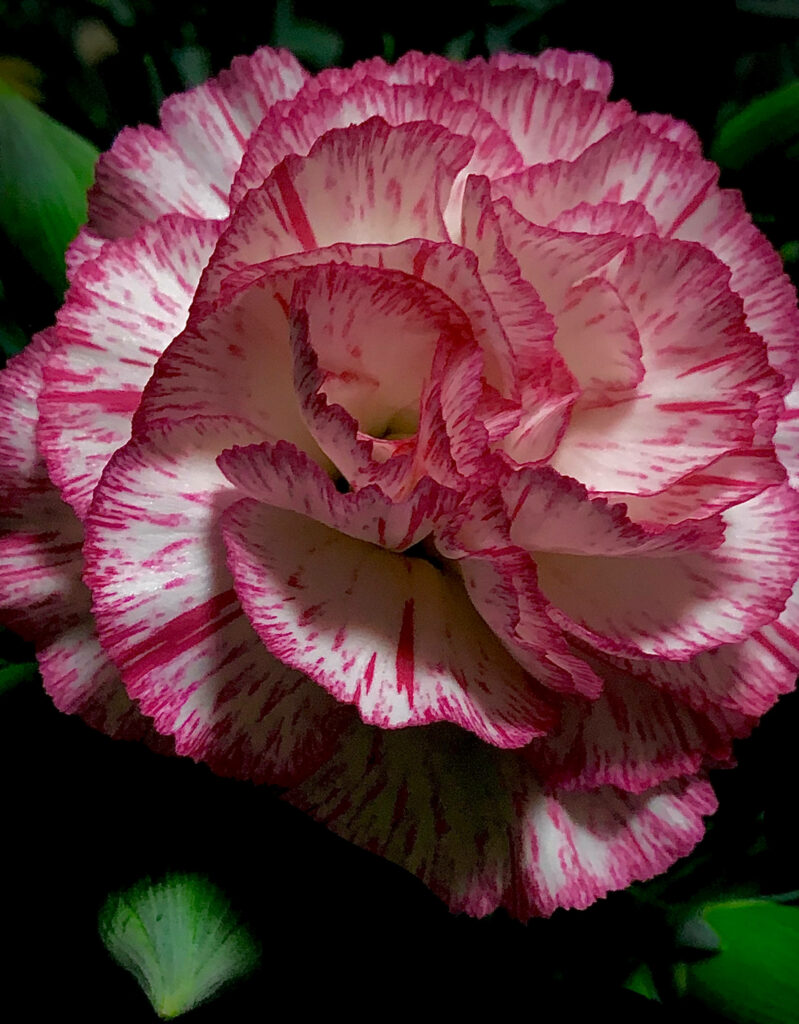 Stunning Close-Up of Double-Striped Pink Carnation Wallpaper