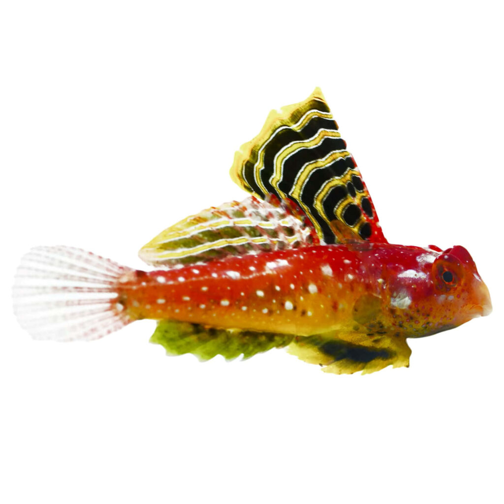 Dragonet fish wallpaper with red yellow black colors white spots and colorful detailed fins on white background