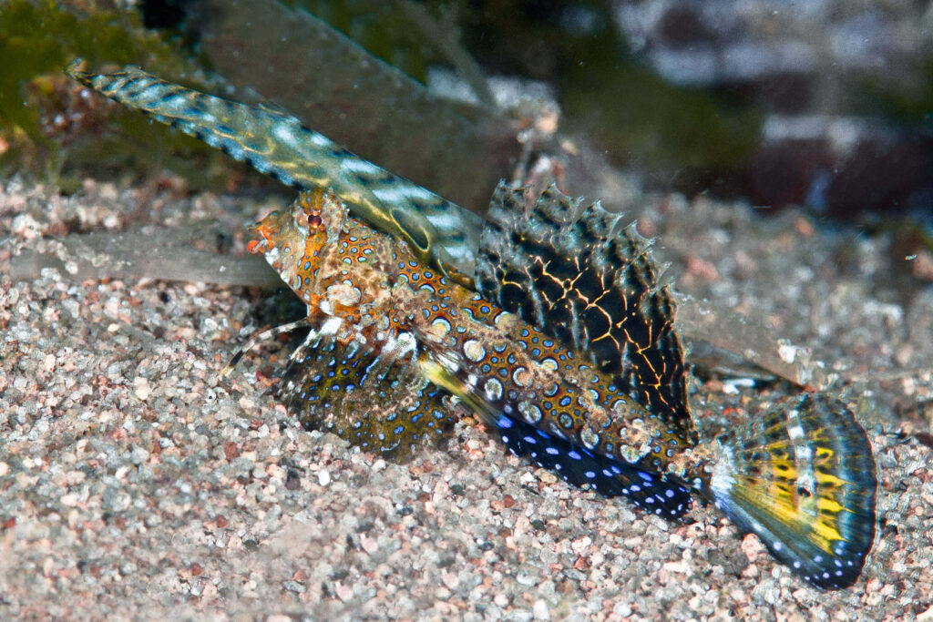 Colorful Dragonet fish with blue orange yellow patterns resting on sandy seabed underwater background Wallpaper