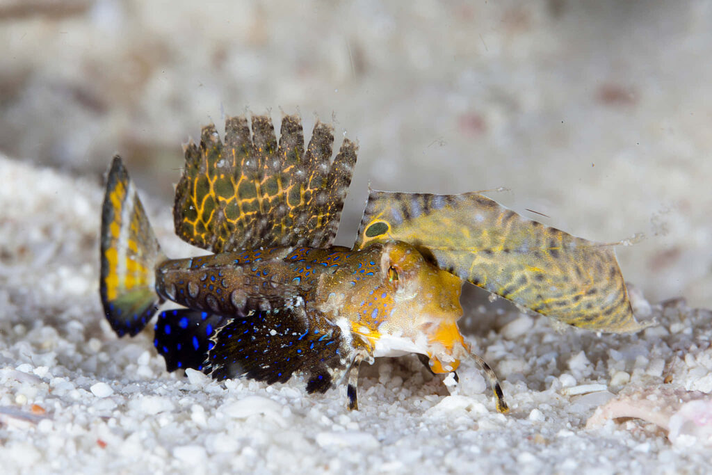 Vibrant Dragonet fish with colorful patterns and delicate fins on sandy ocean floor wallpaper