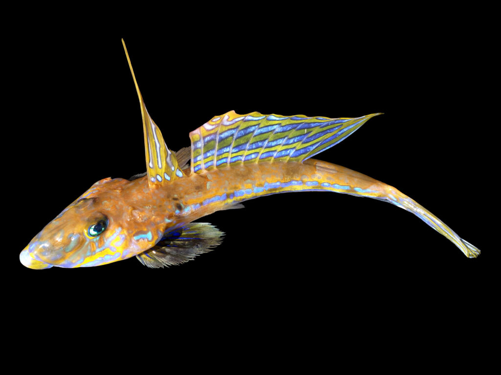 Vibrant dragonet with colorful flying fish-like fins on black background detailed iridescent wallpaper