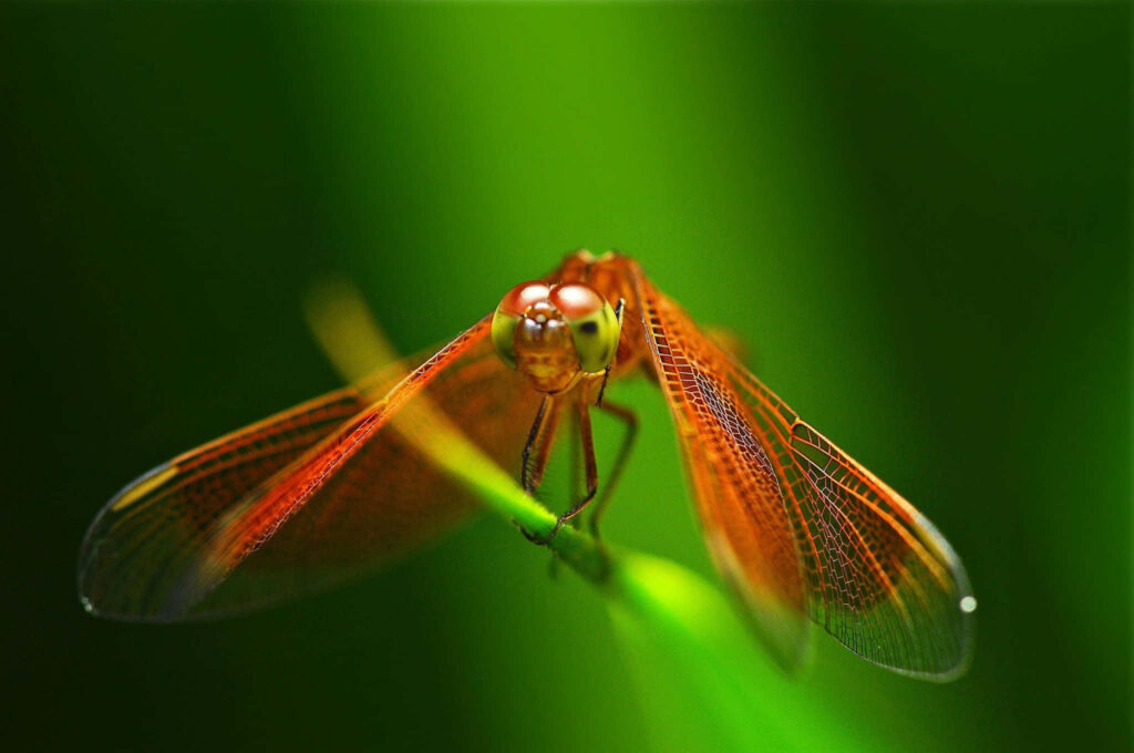Vibrant Dragonfly Close-Up: Intricate Wings Nature Wallpaper