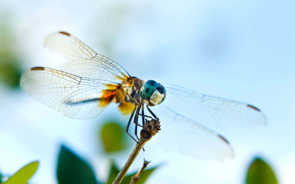 Vibrant Dragonfly Close-Up Against Blue Sky | Stunning Wallpaper
