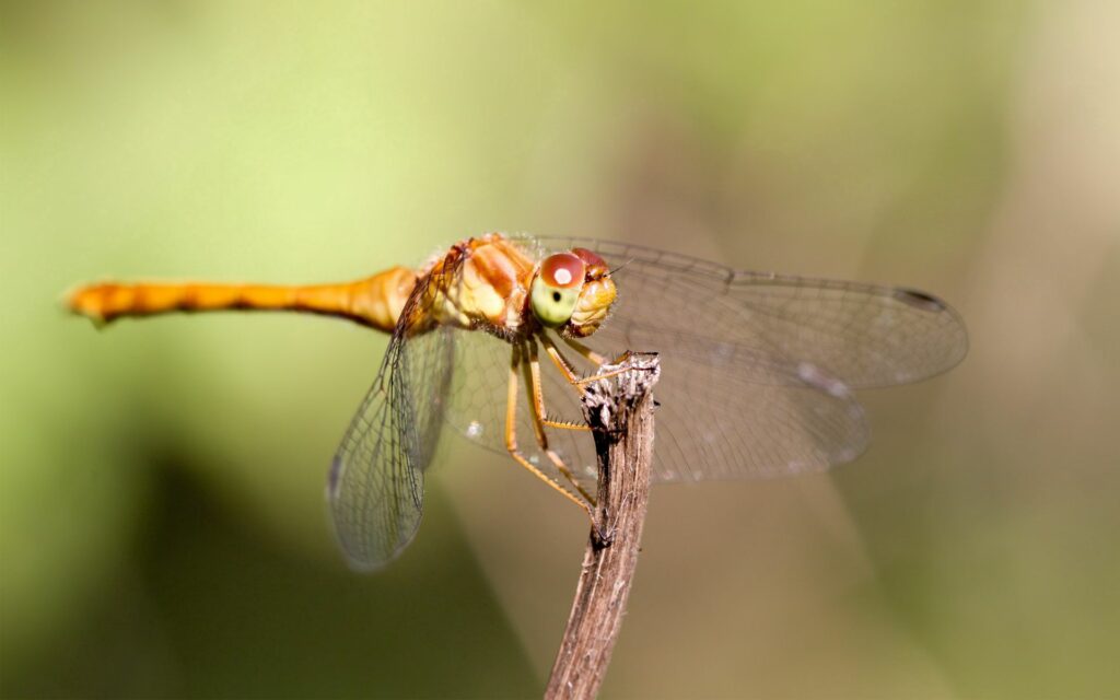 Vibrant Dragonfly Close-Up Wallpaper: Delicate Wings on Green