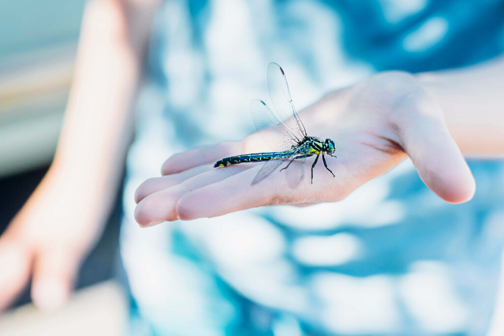 Vibrant Dragonfly Close-Up Wallpaper - Delicate Wings & Soft Background