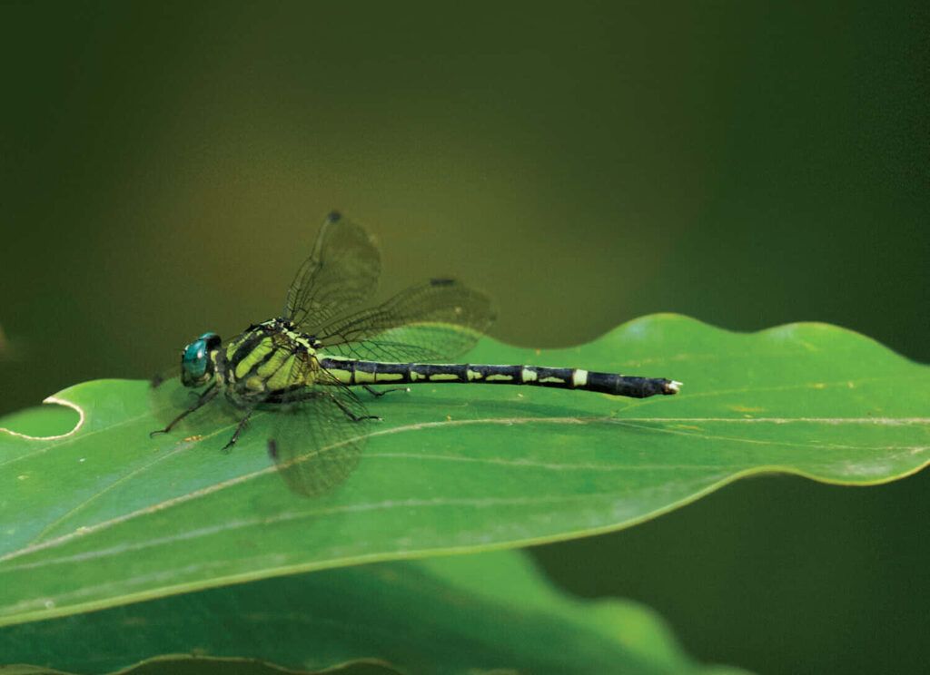 Vibrant Dragonfly Close-Up on Lush Leaf | Nature Wallpaper Background