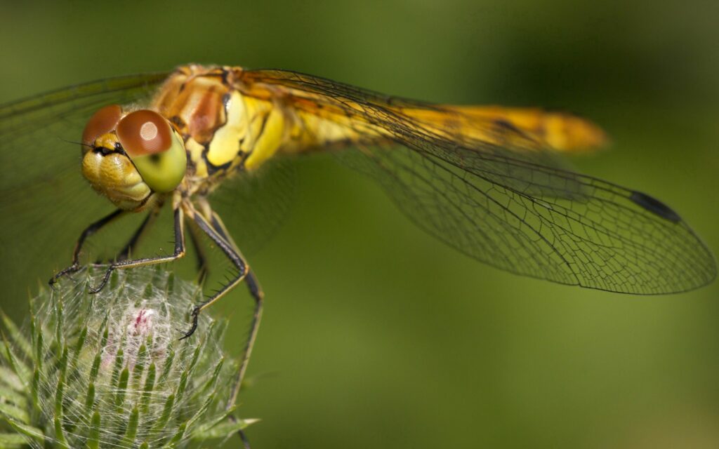Vibrant Dragonfly Wallpaper: Close-Up of Intricate Wings & Colors